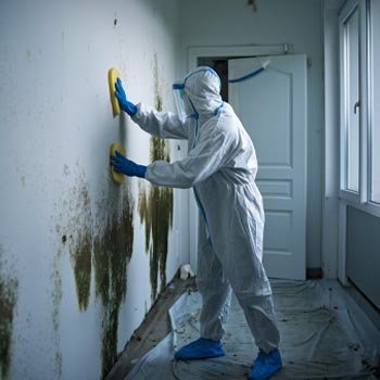 Seattle Mold Remediation